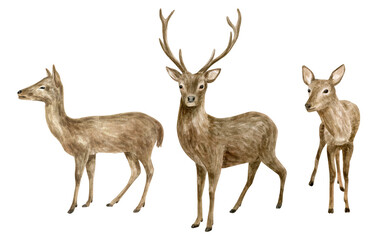 Watercolor deer illustration set. Hand painted realistic buck, doe and fawn deer sketch. Woodland animals drawing isolated on white background. Brown reindeer family, forest mammal.