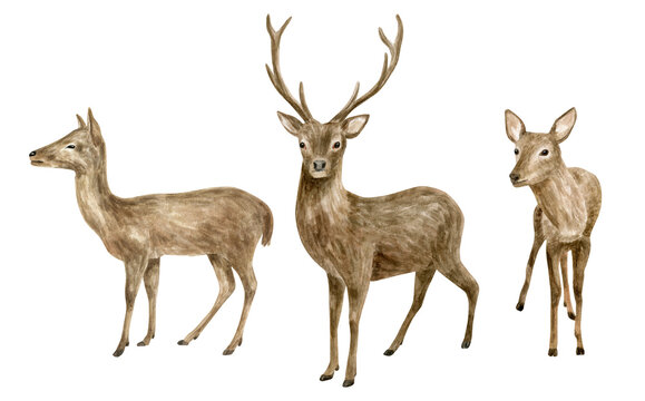Deer Drawing - How To Draw A Deer Step By Step!