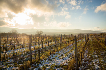 Fototapeta na wymiar Wintersun on snowy vineyards in Burgenland Austria