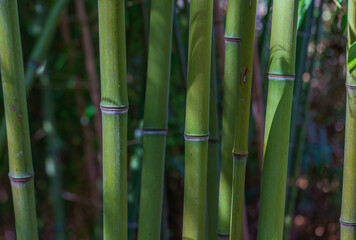 Close up of fresh green bamboo trunks