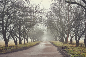 Misty landscape, foggy november forest, autumn garden