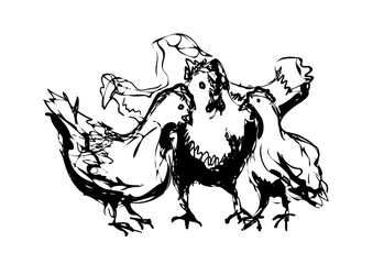 Vector ink sketch of the three chicken