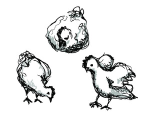 Vector ink sketch of the three chicken