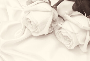  Beautiful white roses on white silk as wedding background. In Sepia toned. Retro style