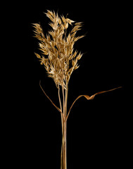 Raw ripe dry oats ears isolated on black background