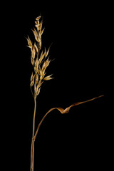 Ripe dried spikelet of oats isolated on black background. Single ear of grain with leaf.