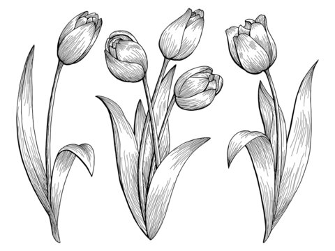 Tulip flower graphic black white isolated sketch illustration vector 