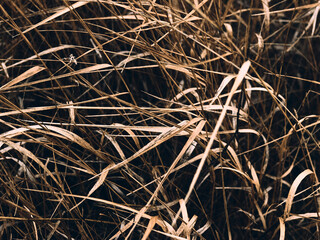 Dry, wild grass in a meadow, close-up, autumn mood, natural texture