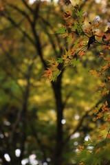 紅葉と日本の秋 素材 紅葉 秋 イメージ写真