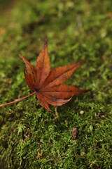 紅葉と日本の秋 素材 紅葉 秋 イメージ写真