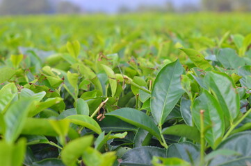 green leaves of a tree