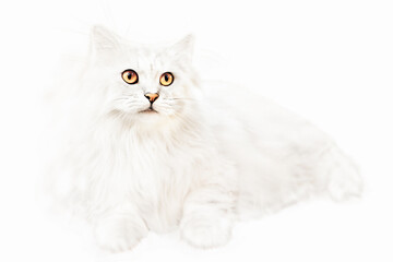 adorable pet persian cat

