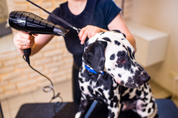 Positive female with glad expression and her dalmatian dog being satisfied in grooming spa . Domestic animals and people