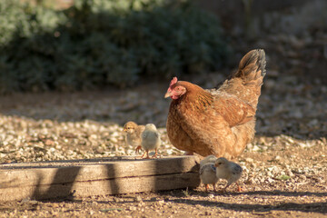 Mother hen with her chicks in a country house