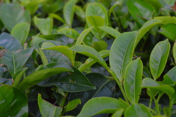 green leaves of a tree