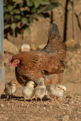 Mother hen with her chicks in a country house