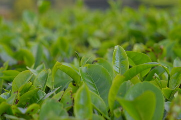 green leaves of a tree