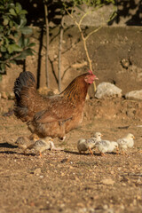 Mother hen with her chicks in a country house