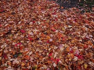 Fallen Leaves 