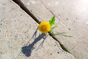 Plant growing with yellow flower grows through concrete cracking. Sprout of a plant makes the way...