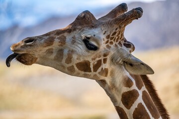 Naklejka na ściany i meble A long slender giraffe in Palm Springs, California