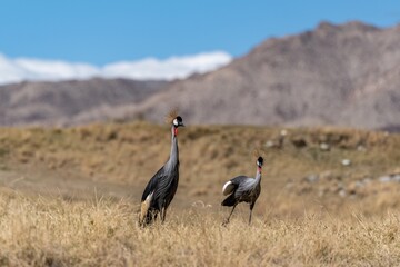 A Grey Crowned Crane in Palm Springs, California