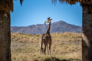 Obraz premium A long slender giraffe in Palm Springs, California