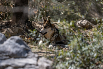 A Mexican Wolf in Palm Springs, California