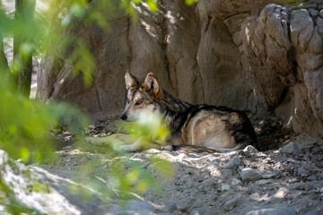 A Mexican Wolf in Palm Springs, California