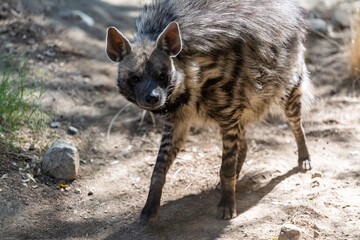 A Striped Hyena in Palm Springs, California