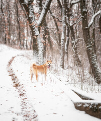 Nice akita dog in the snow