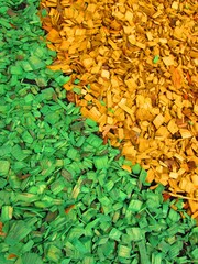 Yellow and green painted wood chips are a mulching layer in urban flower beds.
