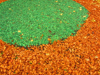 Yellow and green painted wood chips are a mulching layer in urban flower beds.