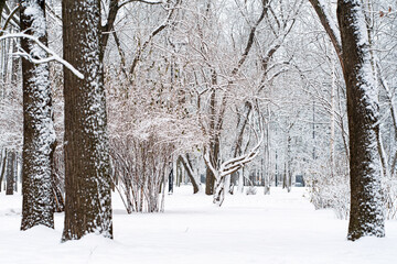Trees trunks covered in fresh snow in park. Winter forest after snowfall. Seasonal background. Selective focus. 