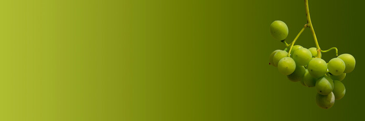 Racimo de uvas con fondo verde