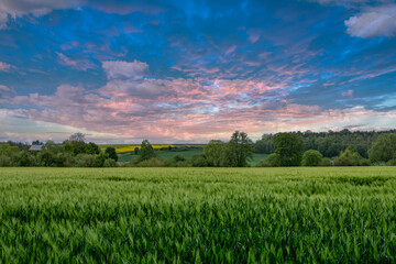Obraz premium field and sky with clouds. Sunset sky. Nature landscape in Europe.