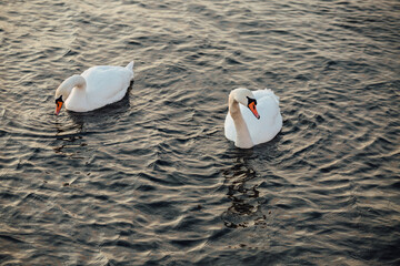 Swans float in calm water. Swans in winter