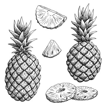 Pineapple fruit graphic black white isolated sketch illustration vector