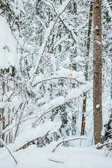 Bright winter day. Snowy day in the woods, the trees are old and tall