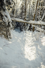 Bright winter day. Snowy day in the woods, the trees are old and tall