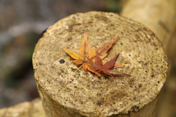 紅葉・秋イメージ