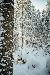 Bright winter day. Snowy day in the woods, the trees are old and tall