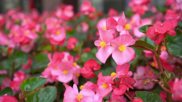 Blooming pink begonia in the autumn park. Park begonia flowers in autumn. Flowers.