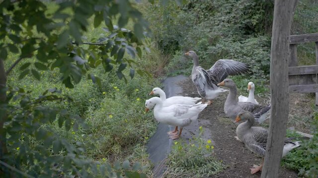 Geese are standing in front of her house. Two gray and one white  stretching its wings
