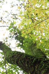 紅葉・秋イメージ