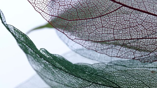 Background from skeleton tree leaf close up.