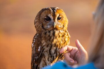 Tawny owl, Strix Aluco at a birds of prey show in the Arabian desert, Abu Dhabi