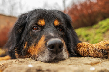 male hovawart black and gold lying with his head on the ground photographed close up