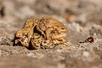 toad mating, European toad (Bufo bufo) early spring