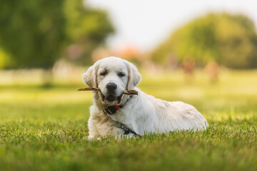 puppy male golden retriever resting in the grass in the park with a stick in his mouth